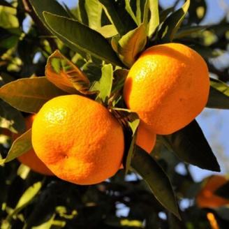 【産直・秀品】和歌山下津みかん約5kg(2Sサイズ) (上富田町)