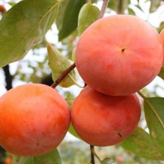 [柿の名産地]九度山の富有柿約7.5kgサイズおまかせ(上富田町)