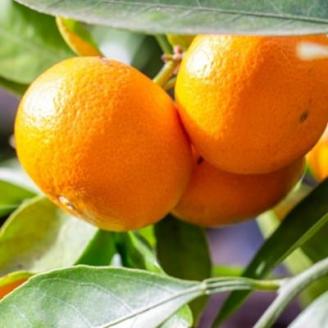 紀州有田産早生みかんの樹上熟成みかん約7.5kg(サイズ混合) (上富田町)