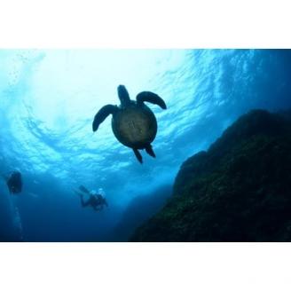 スキューバダイビング1日体験チケット