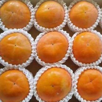 【厳選・産直】和歌山産の富有柿3L・4Lサイズ約4kg(化粧箱入り)(上富田町)