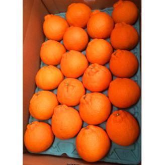 【上富田町】果肉プリプリ!　完熟紀州デコ(不知火) 約5kg