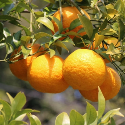 【産直】和歌山由良町産の木成り熟成八朔 約10kg(L～4Lサイズをお届け)(上富田町)