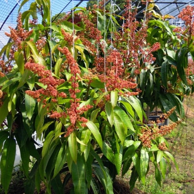 【希少マンゴー】濃厚玉文マンゴー　約1kg(1～3玉入り)【配送不可地域：離島】