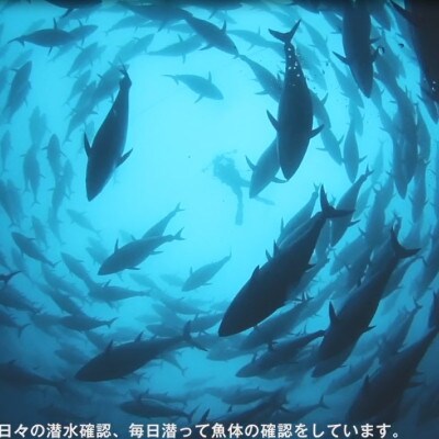 【年末12/26～30発送予定】和歌山県串本産 本マグロ(養殖)トロ＆赤身セット3kg【配送不可地域：離島】