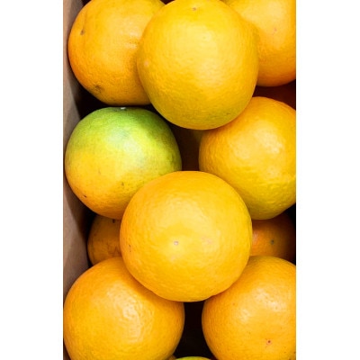 秀品　希少な国産バレンシアオレンジ　2.5kg【配送不可地域：離島】