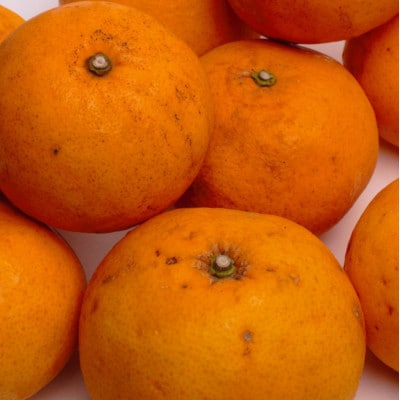 ＜4月より発送＞家庭用甘夏柑4.5kg+135g(傷み補償分)【初夏のみかん】【有田産】【わけあり】【配送不可地域：離島・北海道・沖縄県】