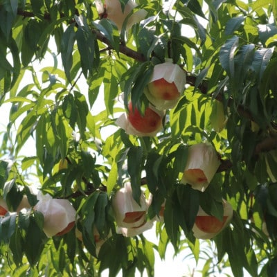 和歌山県産　桃(もも)　12玉～16玉　秀品【配送不可地域：離島・北海道・沖縄県】