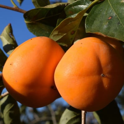 【秋の味覚】和歌山産たねなし柿約4kg  化粧箱入り(2L～4Lサイズ)(上富田町)【配送不可地域：離島】