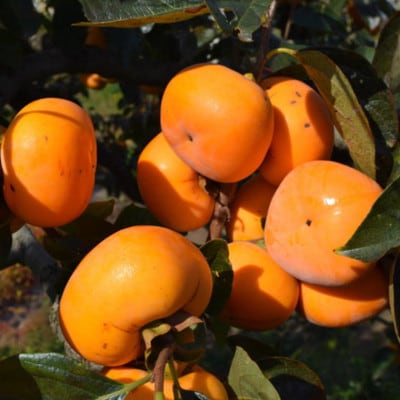 【2026年度発送】和歌山産たねなし柿ご家庭用約7.5kg(サイズおまかせまたは混合)(上富田町)【配送不可地域：離島】