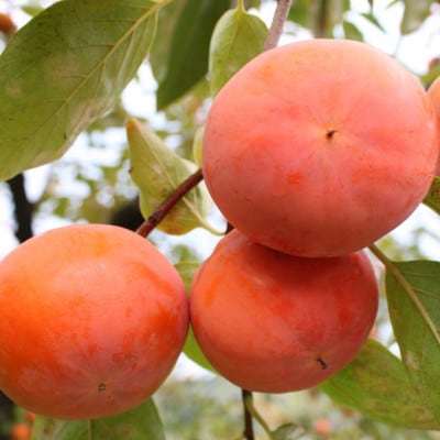 和歌山産富有柿ご家庭用約7.5kg(サイズおまかせまたは混合)(上富田町)