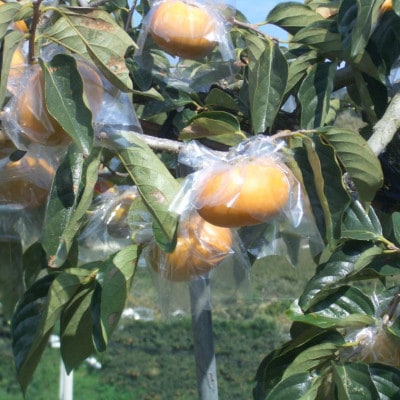 【希少】紀の川柿(たねなし)約3.5～4kg・秀品(上富田町)