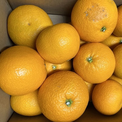 【希少品種】和歌山県産紅八朔約5kg(サイズ混合)(上富田町)