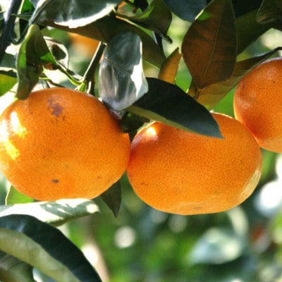 【訳あり・ご家庭用】和歌山由良町産のみかん約5kg(上富田町)