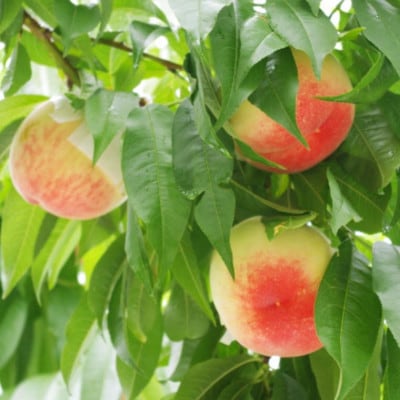 【産直・人気の特産品】和歌山の桃　1箱4玉～6玉入り(約1.5kg)　(上富田町)【配送不可地域：離島・北海道・沖縄県】