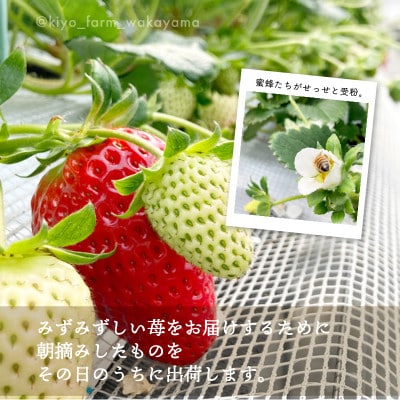 先行受付　大粒まりひめイチゴ　朝摘　6個～11個入×4パック【配送不可地域：離島】