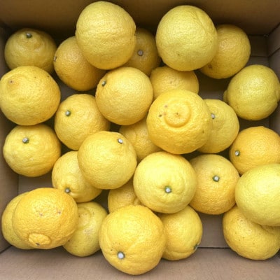 【さわやか柑橘】和歌山県産はるかみかん約4.5kg(サイズ混合　秀品)【上富田町】