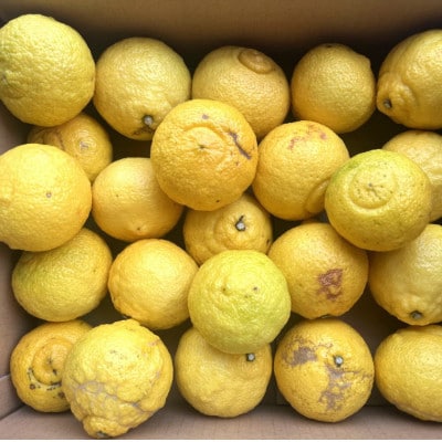 【さわやか柑橘】和歌山県産はるかみかん約4.5kg(サイズ混合　ご家庭用)【上富田町】