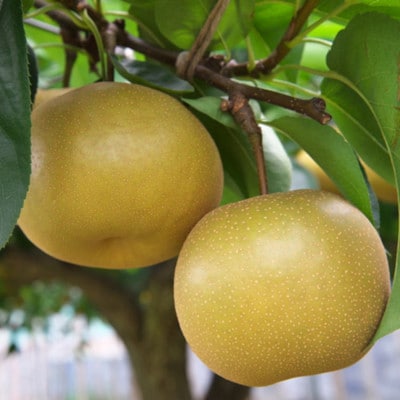 和歌山県産の梨約2kg(品種おまかせ)【上富田町】【2026年度発送分】【配送不可地域：離島】