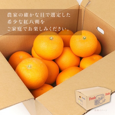 先行予約!紅はっさく 約5kg/12～18個入り(L～2Lサイズ)こだわり農家厳選!