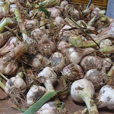 和歌山県産生にんにく約1kg　ご家庭用(上富田町)