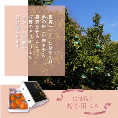 先行予約!【贈答用化粧箱入】 不知火 樹上完熟 約2kg (5～8個入)