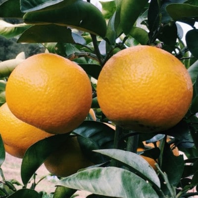 【手選果　訳あり】和歌山由良町産八朔約10kg(サイズ混合・ご家庭用)(上富田町)