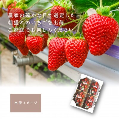まりひめいちご4パック　人気の食べやすいひと口サイズ(1パック15～20粒入)こだわり農家厳選!【配送不可地域：離島】