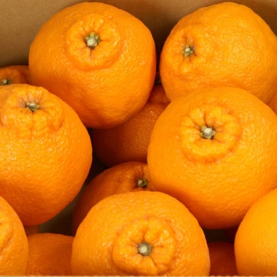 厳選 不知火10kg+250g(傷み補償分)【デコポンと同品種・人気の春みかん】【配送不可地域：離島・北海道・沖縄県】