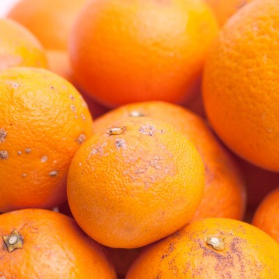 家庭用 清見5kg+250g(傷み補償分)【光センサー選果】【訳あり】【樹上完熟きよみオレンジ】【配送不可地域：離島・北海道・沖縄県】