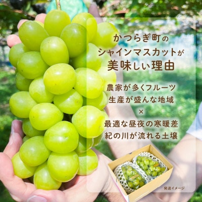 ぶどう先行予約!　シャインマスカット秀品　2房(約1.2kg)こだわり農家厳選!【配送不可地域：離島】