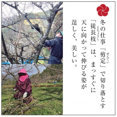 【先行受付/年内配送】梅の里からの正月飾り「門梅」【R】