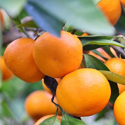 「農園直送」有田の旬の食べごろみかん約10kg(サイズ混合)(上富田町)