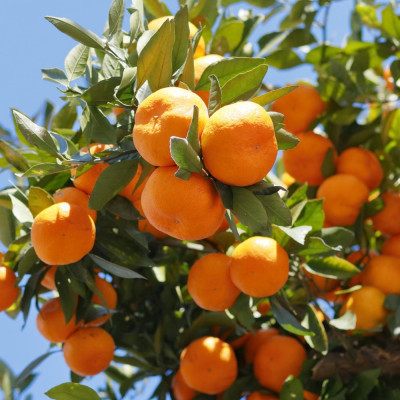 [秀品]紀州有田みかん約5kg(S～Lサイズ混合)「2025年11月中旬より順次発送」(上富田町)