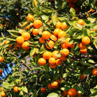 [秀品]和歌山有田みかん約10kg(2Sサイズ)「2026年11月中旬より順次発送」(上富田町)