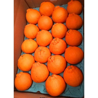 【上富田町】紀州有田産不知火(しらぬひ) 約5kg