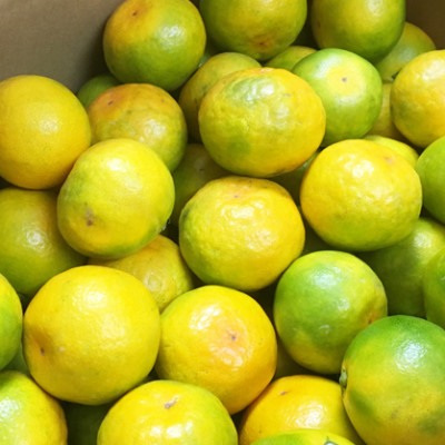 紀州和歌山有田産ゆら早生みかん　5kg【上富田町】