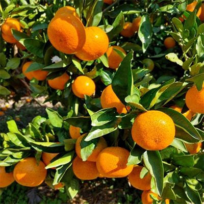 【食べごたえ十分】和歌山有田みかん大玉約9kg(3Lサイズ・秀品)【上富田町】