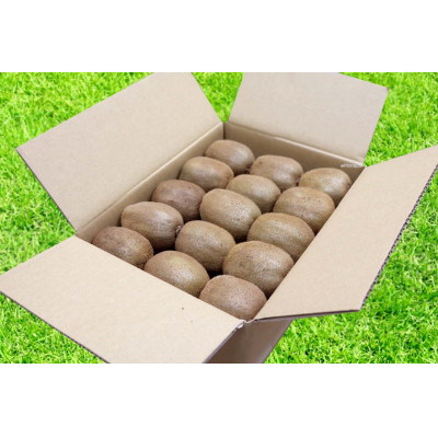 和歌山産　キウイフルーツ　約1.2kg　秀品
