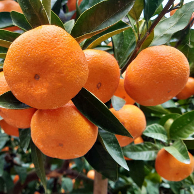 [秀品]和歌山有田みかん約10kg大玉(2Lサイズ)「2025年11月中旬より順次発送」(上富田町)