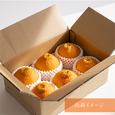 先行受付!　数量限定　不知火　樹上完熟　約2kg　大玉6個入　こだわり農家厳選!