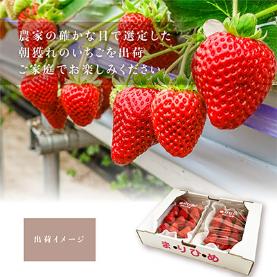 先行受付　まりひめイチゴ L～2L 12粒～15粒×2パック【配送不可地域：離島】