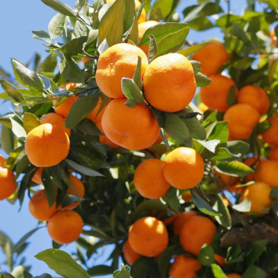 紀州有田みかん約5kg (S～Lサイズおまかせ)(上富田町)