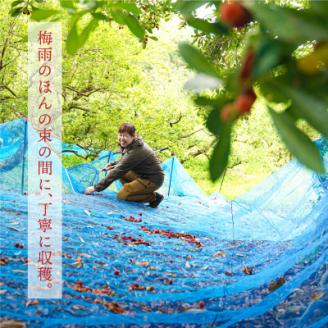 プレミア和歌山認定品(※)　熊野やまももしろっぷ　1本(235g)