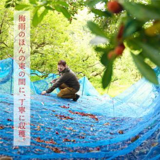 熊野やまももしろっぷ 235g x 3本セット