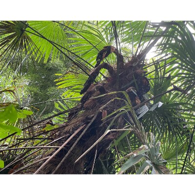 国産棕櫚箒 7玉