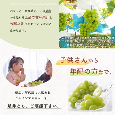 紀州和歌山産シャインマスカット　約1kg【配送不可地域：離島・北海道・沖縄県】