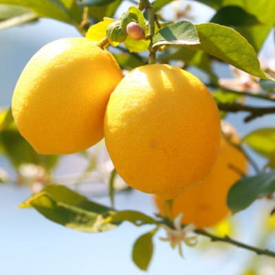 有田産の安心国産レモン約3kg(サイズ混合) (上富田町)