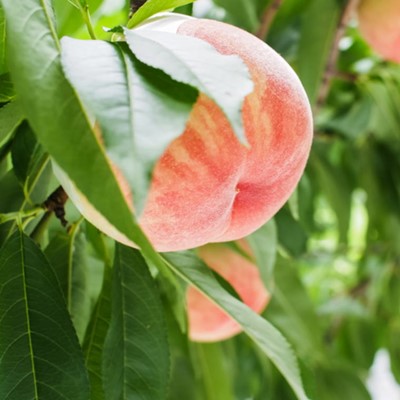 【産直・人気の特産品】和歌山の桃　約4kg・秀品【2026年度発送分】(上富田町)【配送不可地域：離島・北海道・沖縄県】