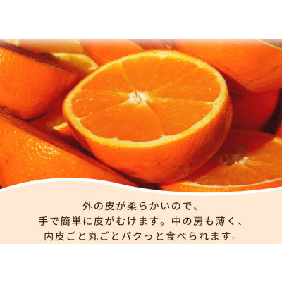 紀州有田産不知火(しらぬひ) 2.5kg